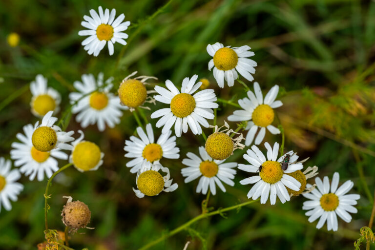 PC_20250716_Kalmthout Zwartvenbos_Echte kamille_NZ68801