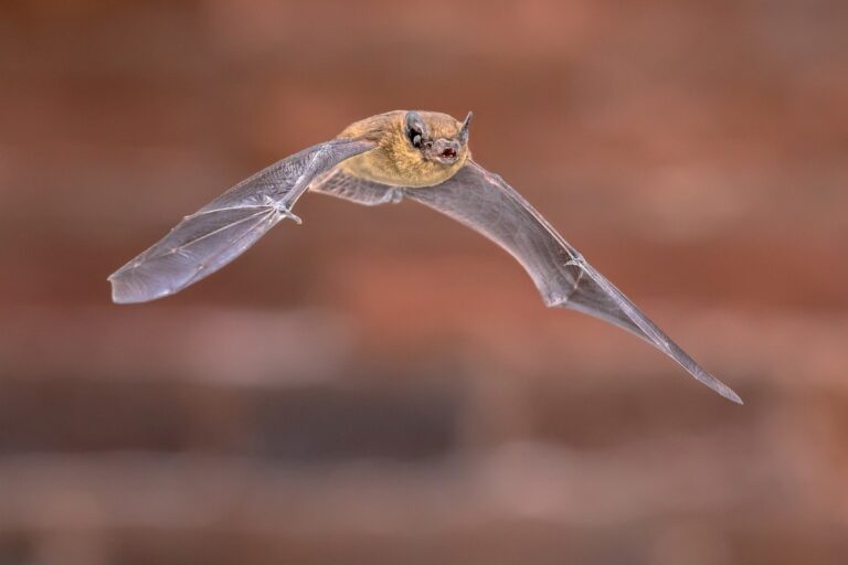 Pipistrelle bat (Pipistrellus pipistrellus) flying on attic of house on brick wall background in darkness. This species is know for roosting and living in urban areas in Europe and Asia.